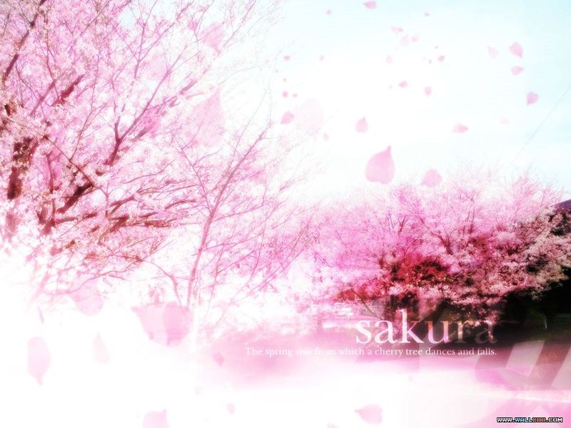 sakura.jpg